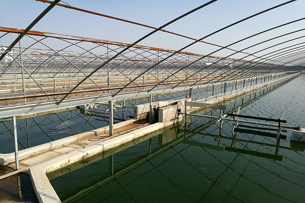 漁業(yè)養(yǎng)殖水質檢測